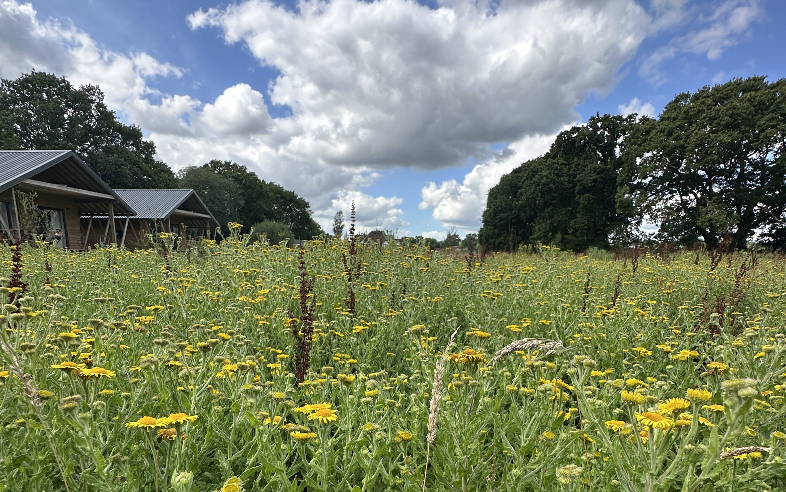 The Meadow